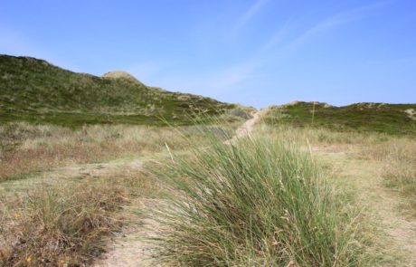 Dünen Nordseeinsel Sylt