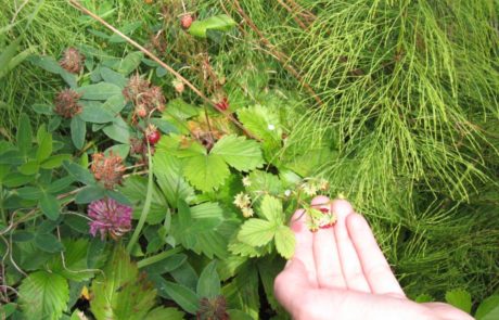 Erdbeeren im Wald