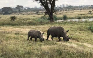 Nashörner im Nairobi Nationalpark in Kenia