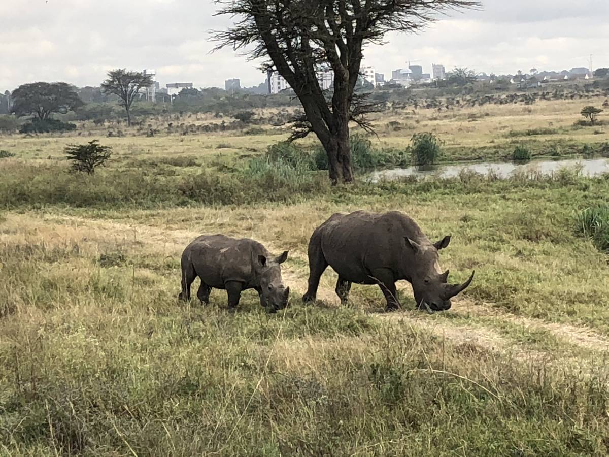 Nashörner im Nairobi Nationalpark in Kenia
