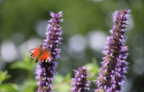 Schmetterling